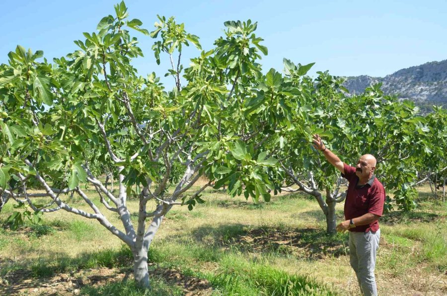 800 Rakımlı Mahallede Yaş İncir Rekoltesi Üreticinin Yüzünü Güldürecek
