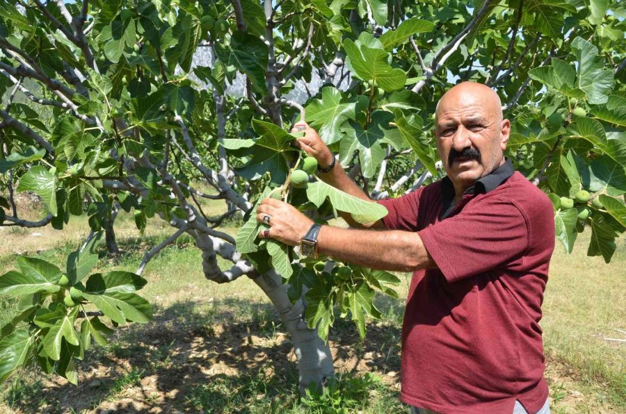 800 Rakımlı Mahallede Yaş İncir Rekoltesi Üreticinin Yüzünü Güldürecek