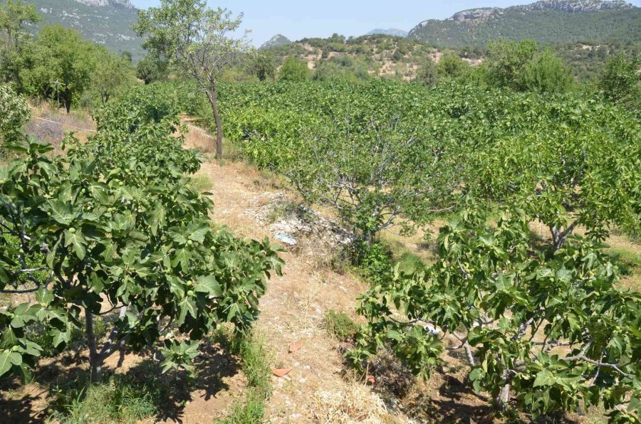 800 Rakımlı Mahallede Yaş İncir Rekoltesi Üreticinin Yüzünü Güldürecek