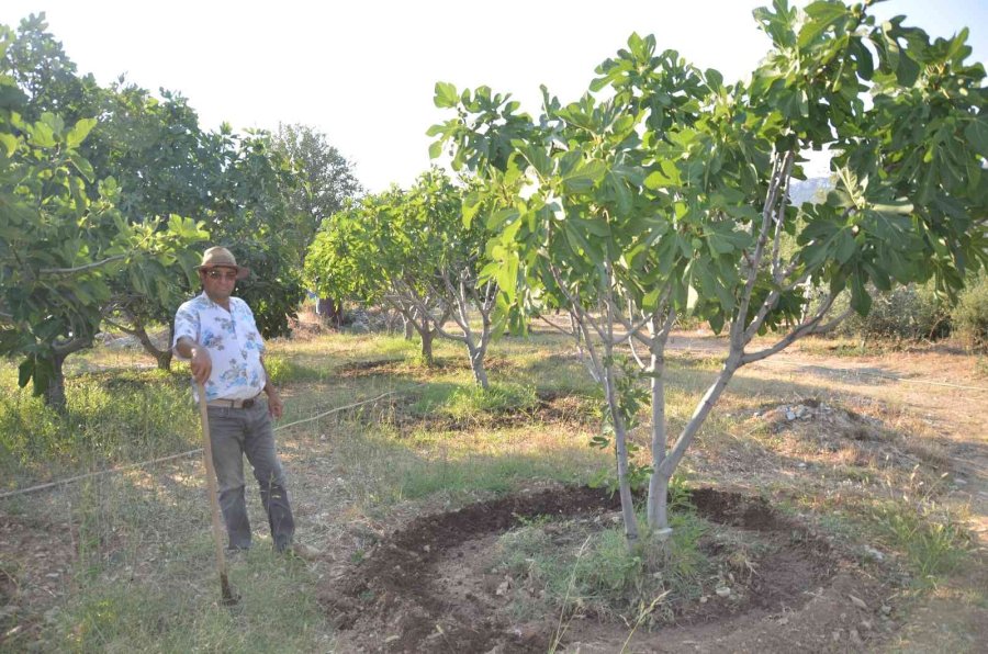 800 Rakımlı Mahallede Yaş İncir Rekoltesi Üreticinin Yüzünü Güldürecek