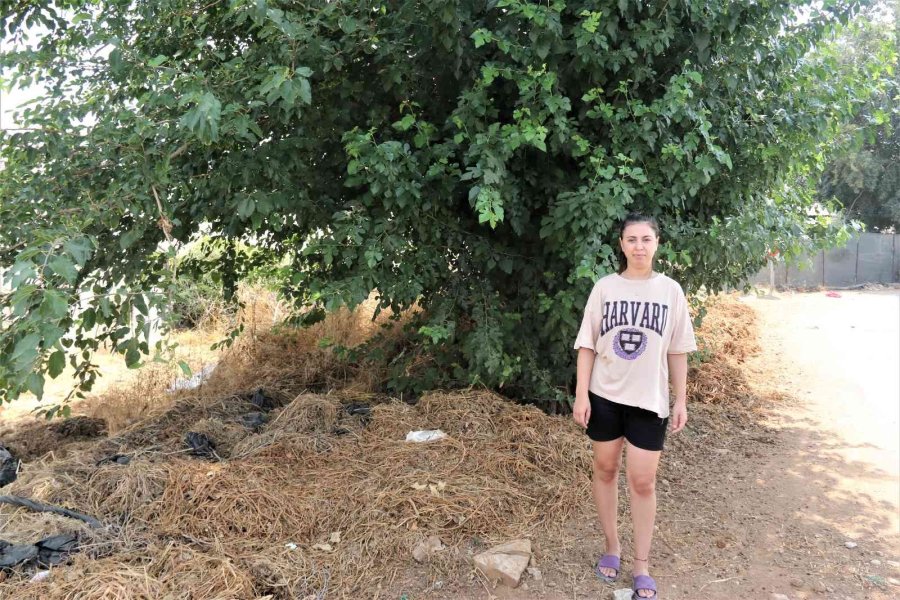Antalya’da Vicdanları Sızlatan Olay: Ağaç Altında Bebek Bulundu