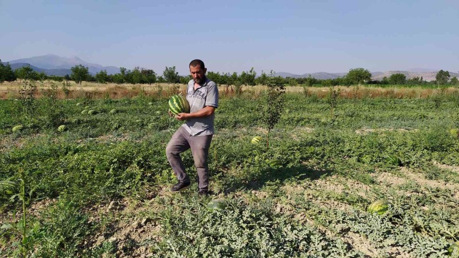 Korkuteli’de Kooperatif Karpuz Alımına Başladı