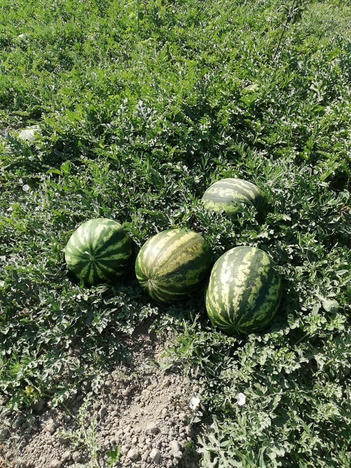 Korkuteli’de Kooperatif Karpuz Alımına Başladı