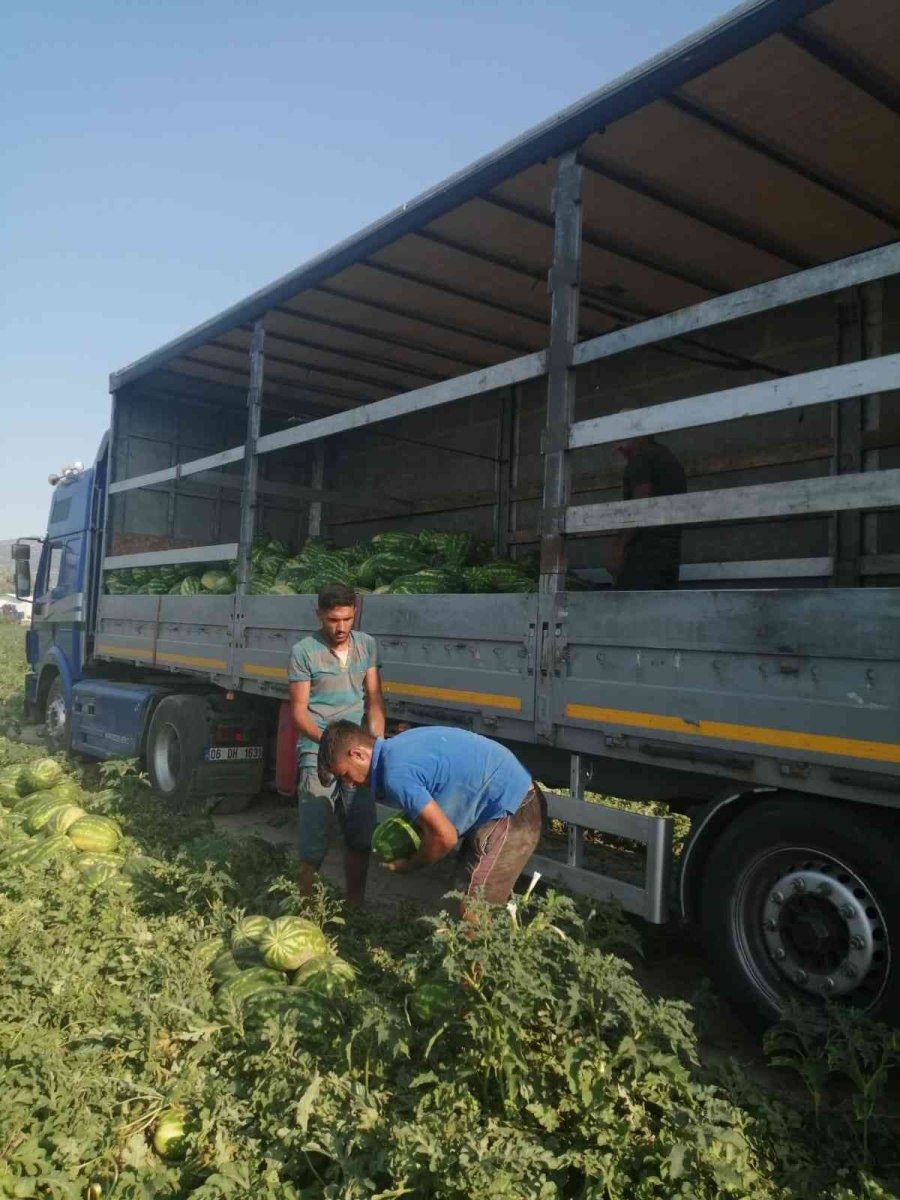 Korkuteli’de Kooperatif Karpuz Alımına Başladı