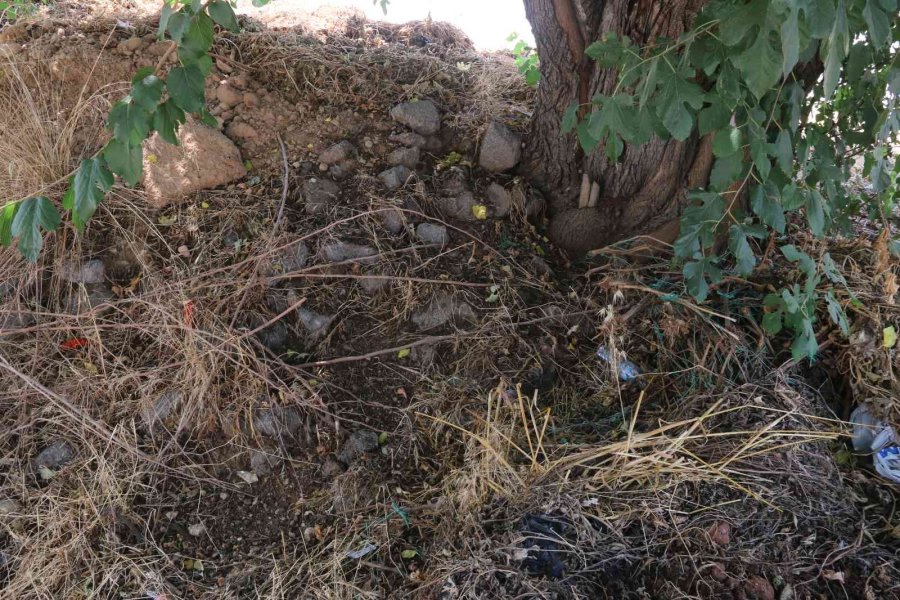 Antalya’da Vicdanları Sızlatan Olay: Ağaç Altında Bebek Bulundu