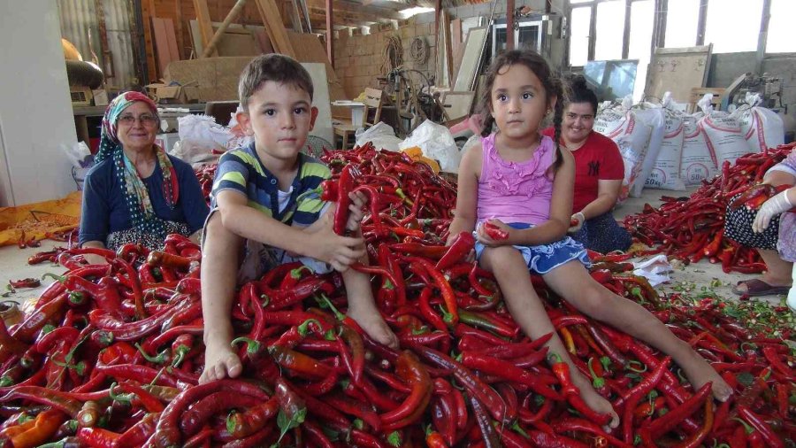 Biberin Salçaya Uzanan Zahmetli Yolculuğu Başladı