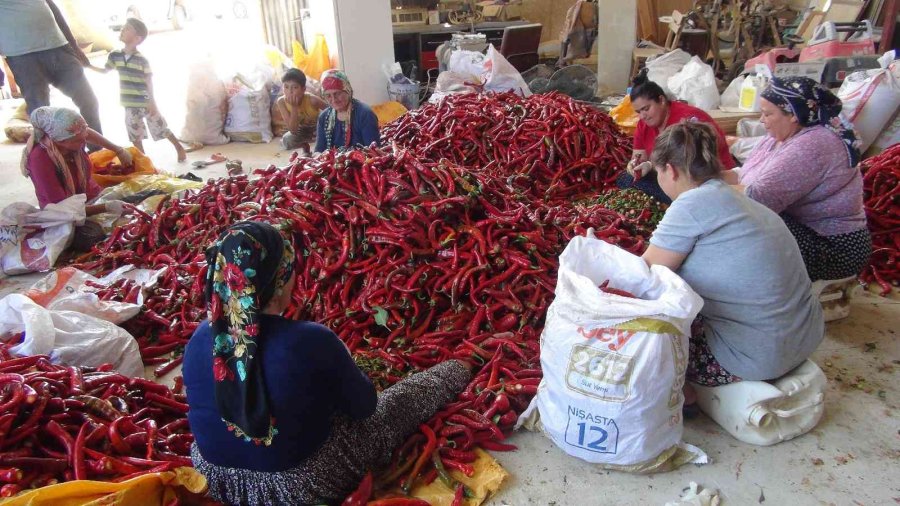 Biberin Salçaya Uzanan Zahmetli Yolculuğu Başladı