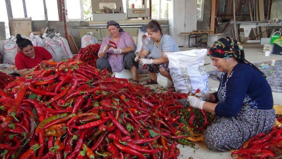 Biberin Salçaya Uzanan Zahmetli Yolculuğu Başladı