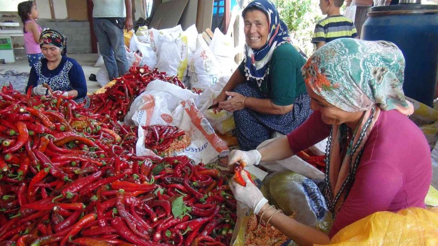 Biberin Salçaya Uzanan Zahmetli Yolculuğu Başladı