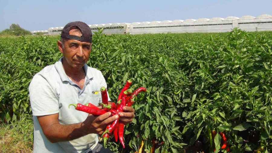 Biberin Salçaya Uzanan Zahmetli Yolculuğu Başladı