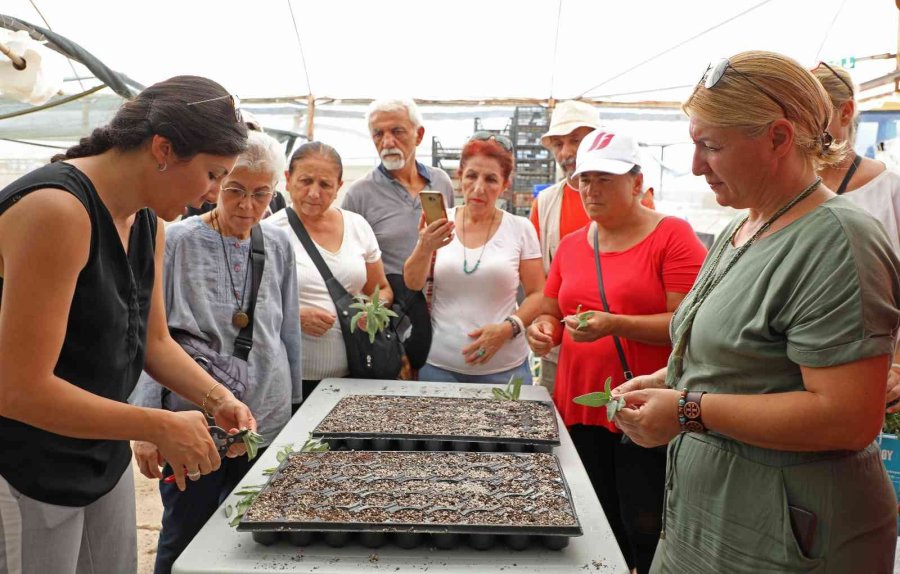 Tıbbi Aromatik Bitkiler Toprakla Buluştu