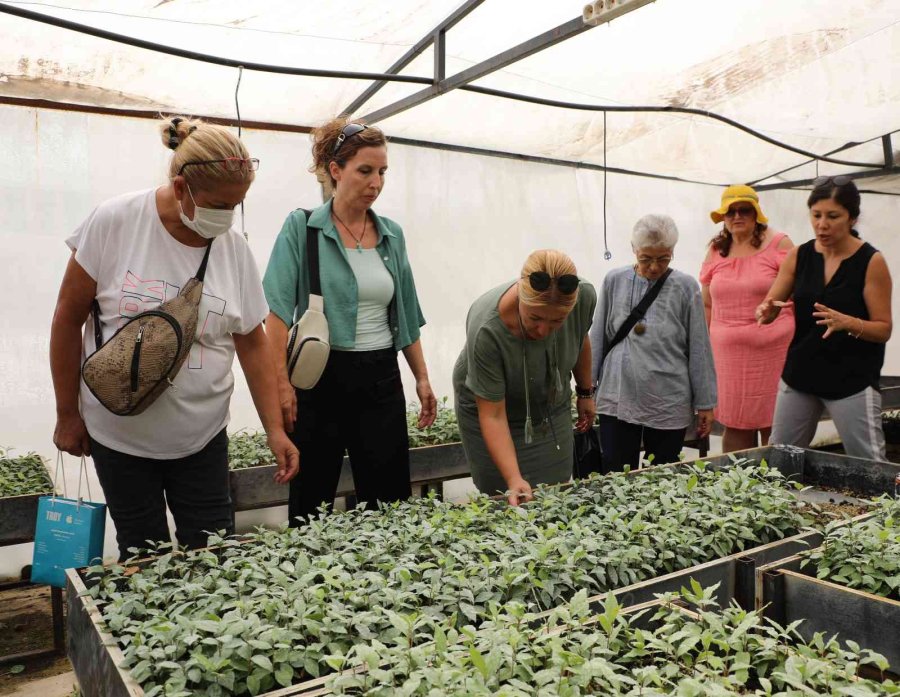 Tıbbi Aromatik Bitkiler Toprakla Buluştu