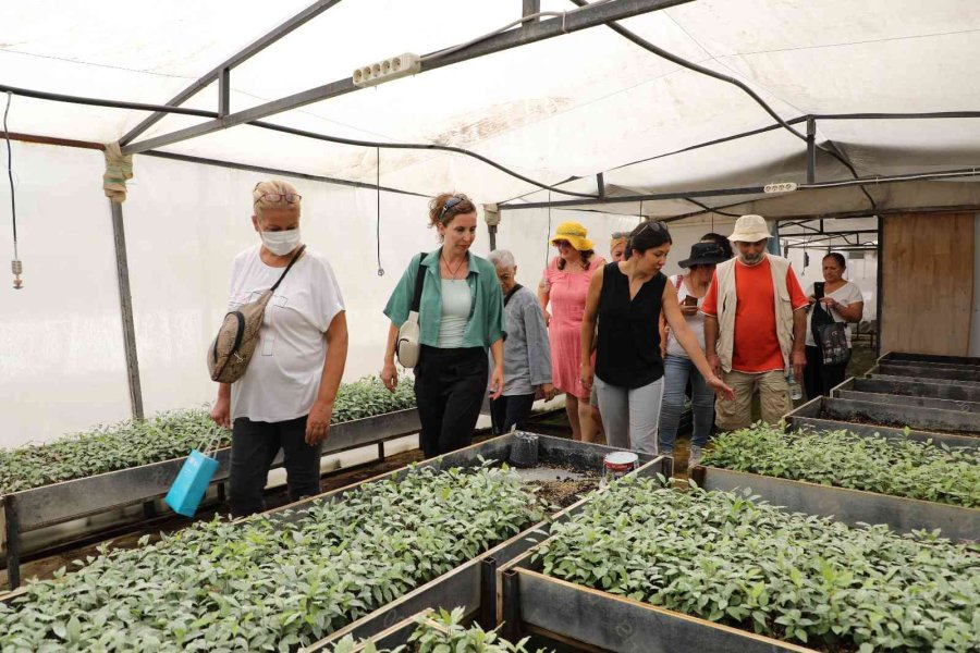 Tıbbi Aromatik Bitkiler Toprakla Buluştu