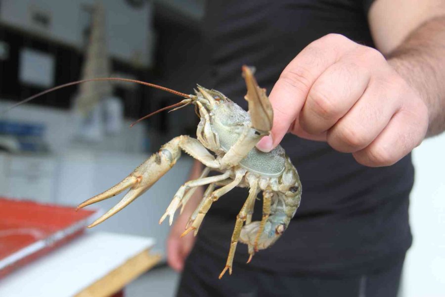 Beyşehirli Balıkçılar Kerevit İçin “rastgele” Dedi