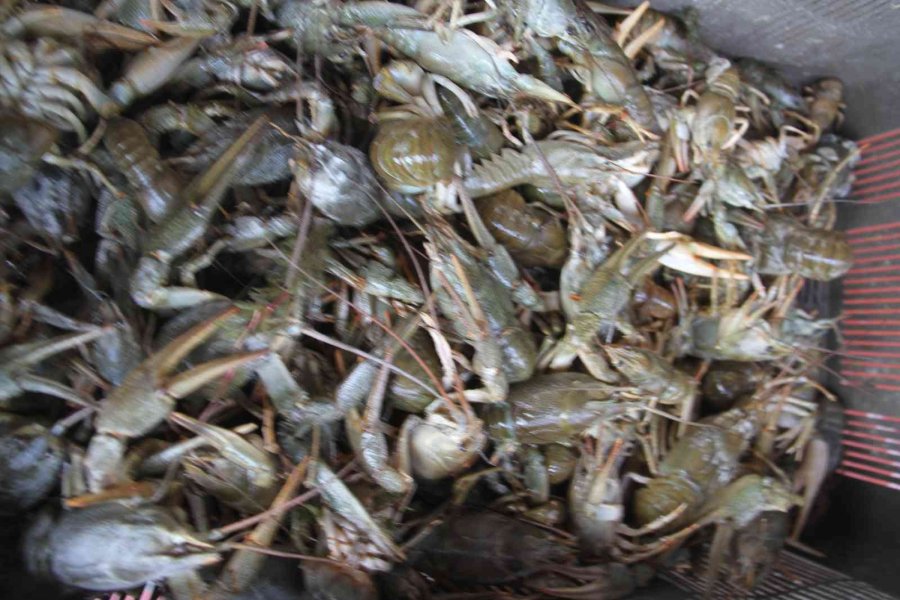 Beyşehirli Balıkçılar Kerevit İçin “rastgele” Dedi