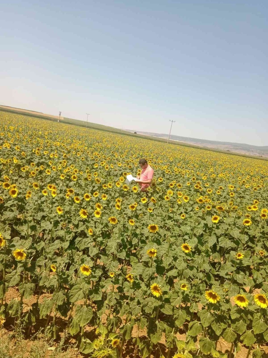 En Az Dane Kaybı İçin Hasat Sezonu Çalışmaları Devam Ediyor