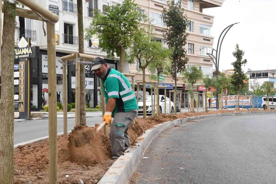 Aksaray’da Park Ve Yeşil Alanlarda Şehre Uyum Sağlayabilen Ağaç Türleri Dikiliyor