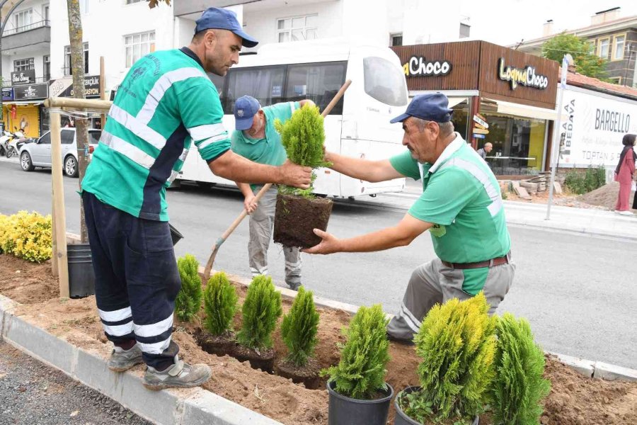 Aksaray’da Park Ve Yeşil Alanlarda Şehre Uyum Sağlayabilen Ağaç Türleri Dikiliyor