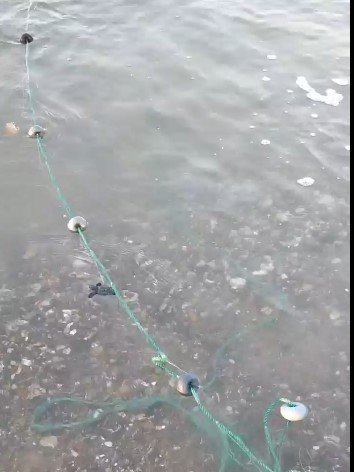 Antalya’da Balıkçı Ağına Takılan Caretta Yavruları Kurtarıldı