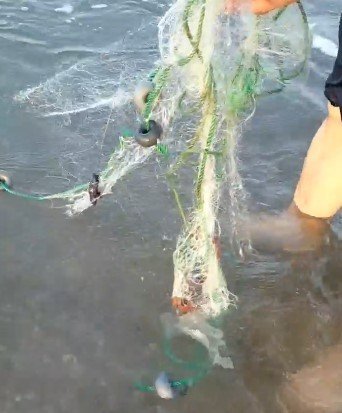Antalya’da Balıkçı Ağına Takılan Caretta Yavruları Kurtarıldı