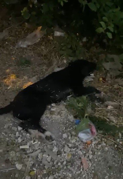 Can Çekişen Köpeklerin İmdadına Vatandaşlar Yetişti