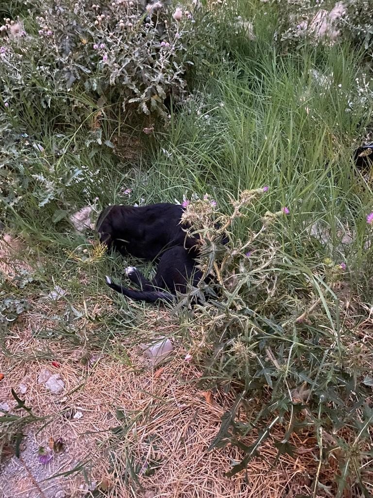 Can Çekişen Köpeklerin İmdadına Vatandaşlar Yetişti