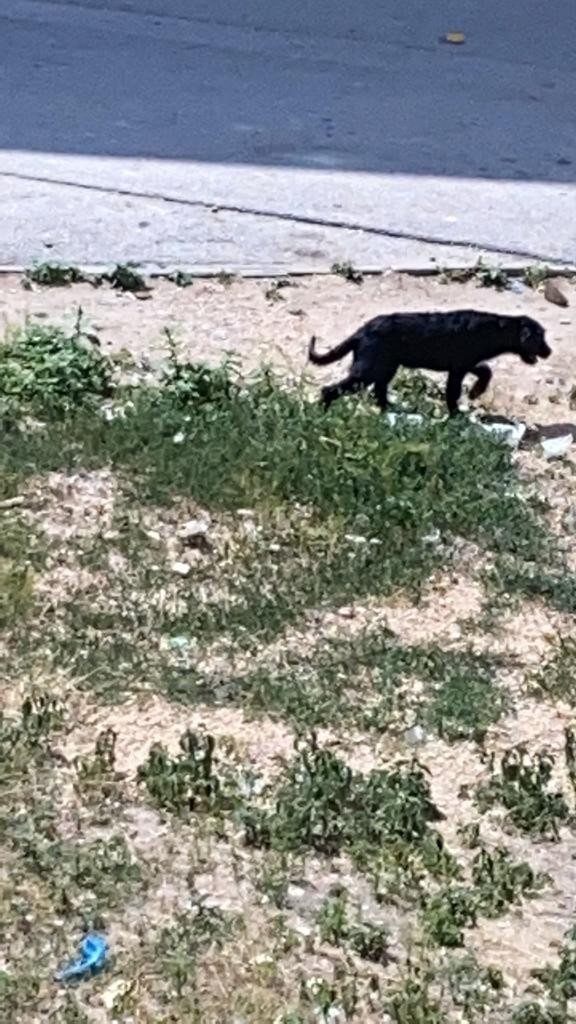 Can Çekişen Köpeklerin İmdadına Vatandaşlar Yetişti