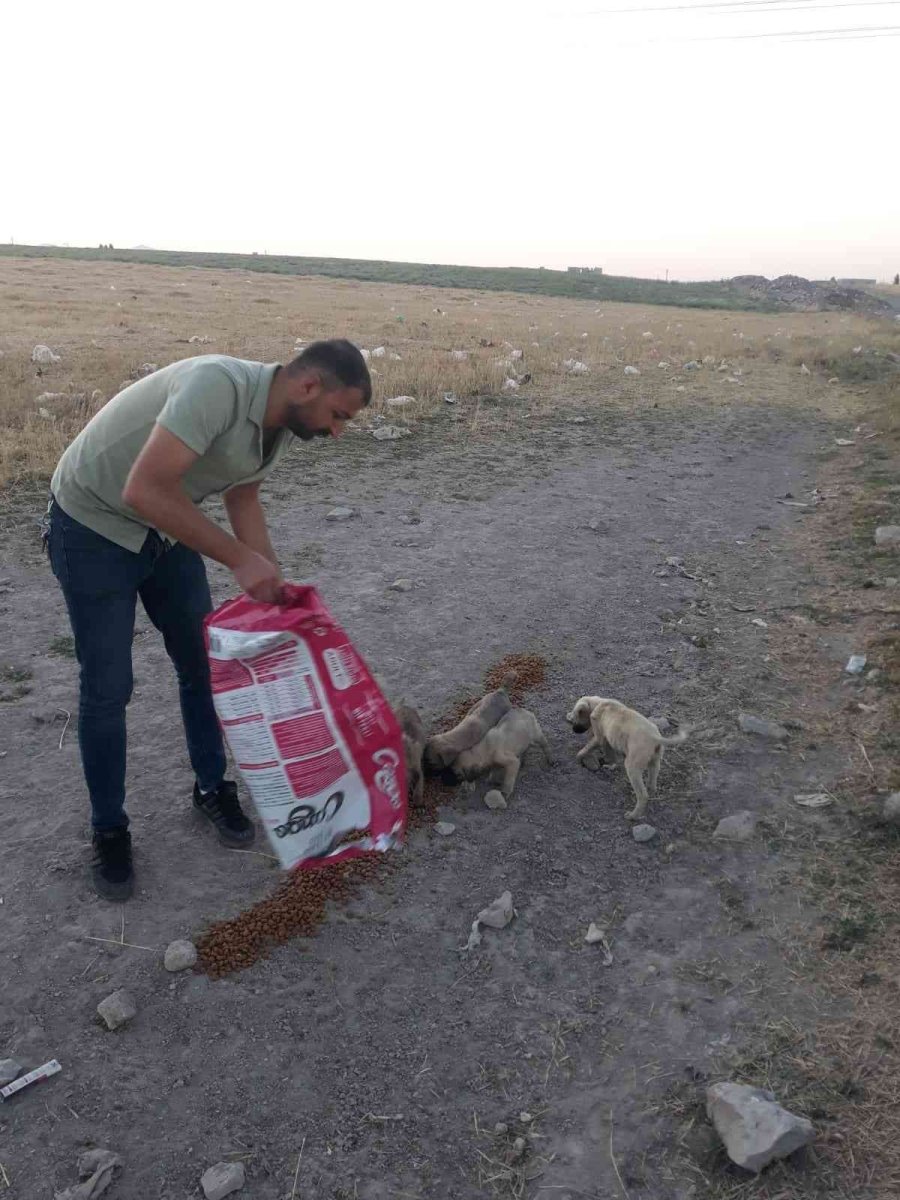 Tomarza’da Sokak Hayvanlarına Yem Bırakıldı