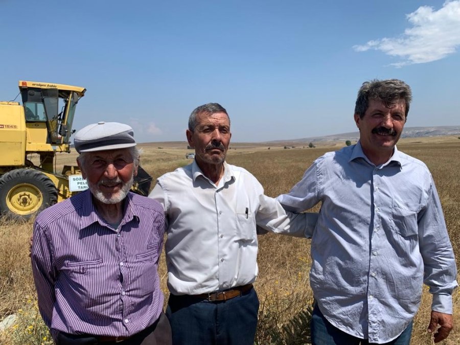 Anadolu’nun 500 Yıllık Bitkisi Pelemir İçin Hasat Zamanı