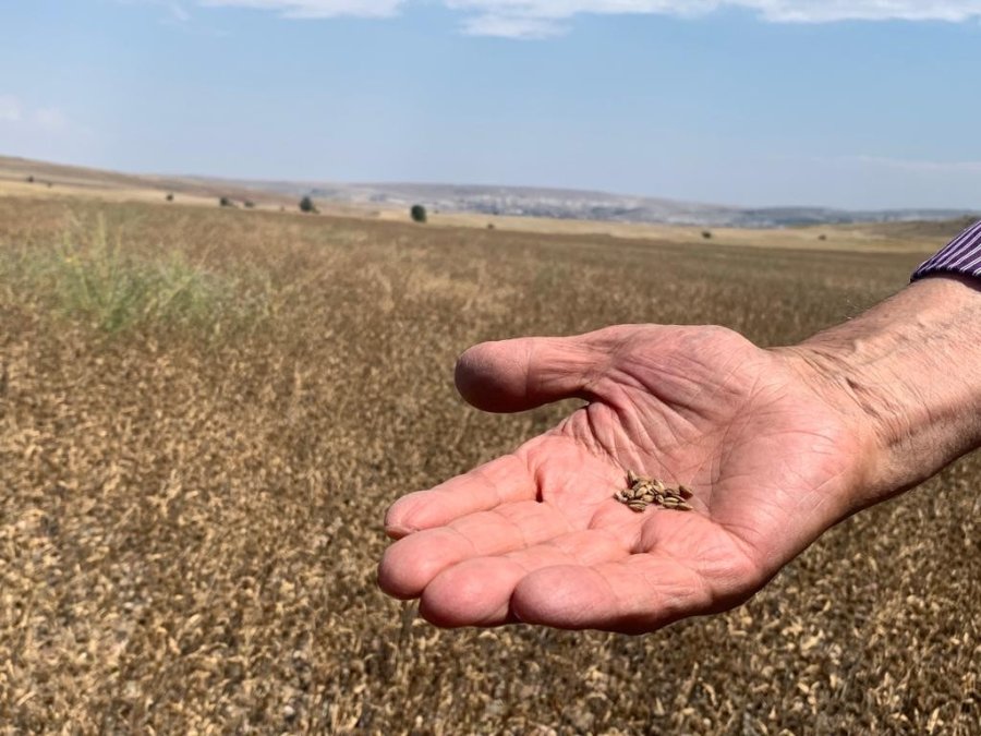 Anadolu’nun 500 Yıllık Bitkisi Pelemir İçin Hasat Zamanı