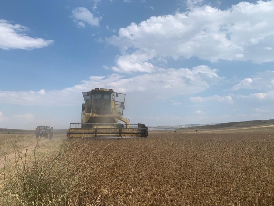 Anadolu’nun 500 Yıllık Bitkisi Pelemir İçin Hasat Zamanı