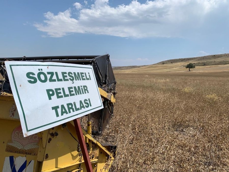 Anadolu’nun 500 Yıllık Bitkisi Pelemir İçin Hasat Zamanı