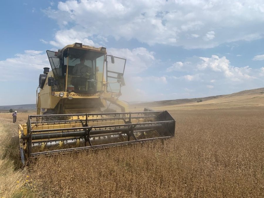 Anadolu’nun 500 Yıllık Bitkisi Pelemir İçin Hasat Zamanı