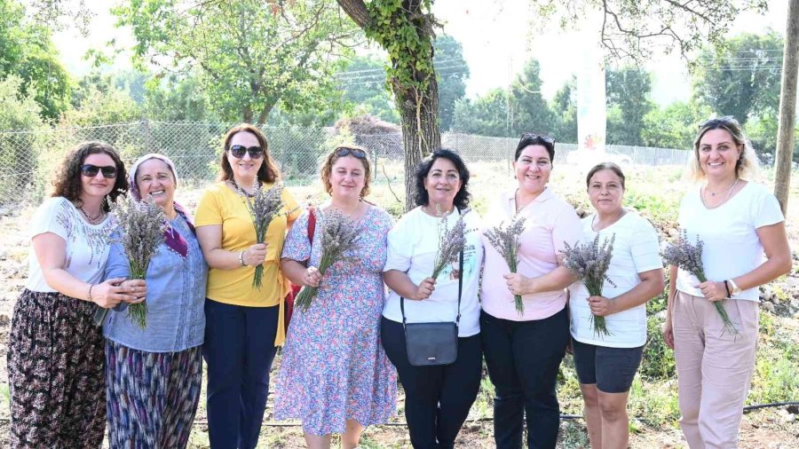 Turizm İlçesi Kemer’de Lavanta Hasadı