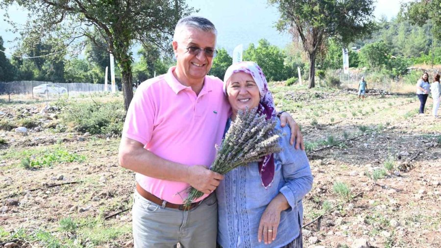 Turizm İlçesi Kemer’de Lavanta Hasadı