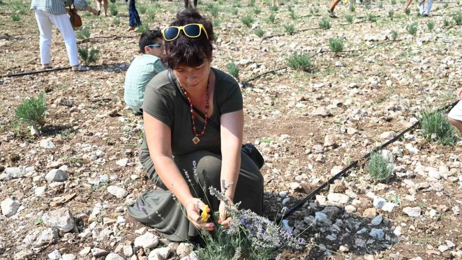 Turizm İlçesi Kemer’de Lavanta Hasadı