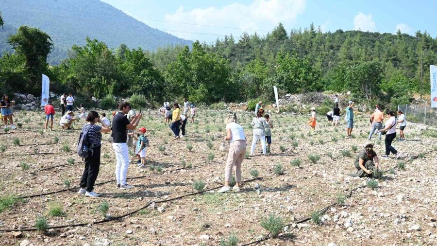 Turizm İlçesi Kemer’de Lavanta Hasadı