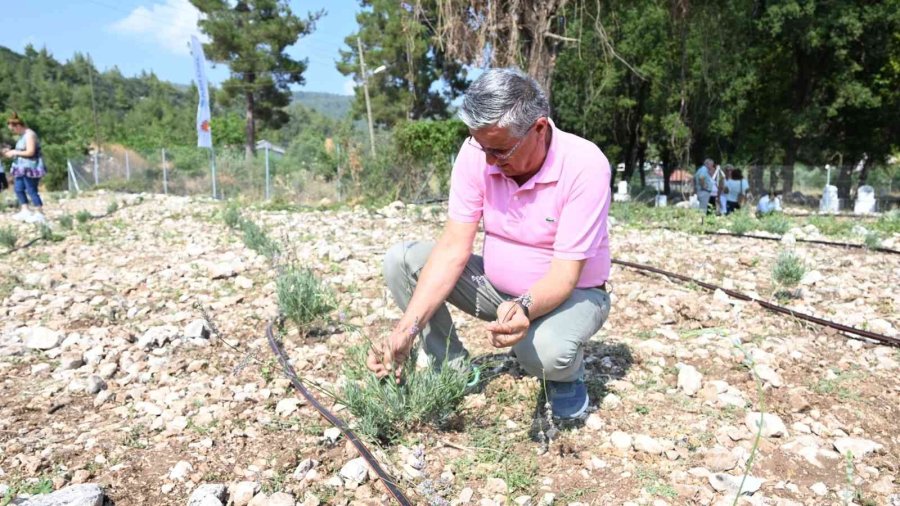 Turizm İlçesi Kemer’de Lavanta Hasadı