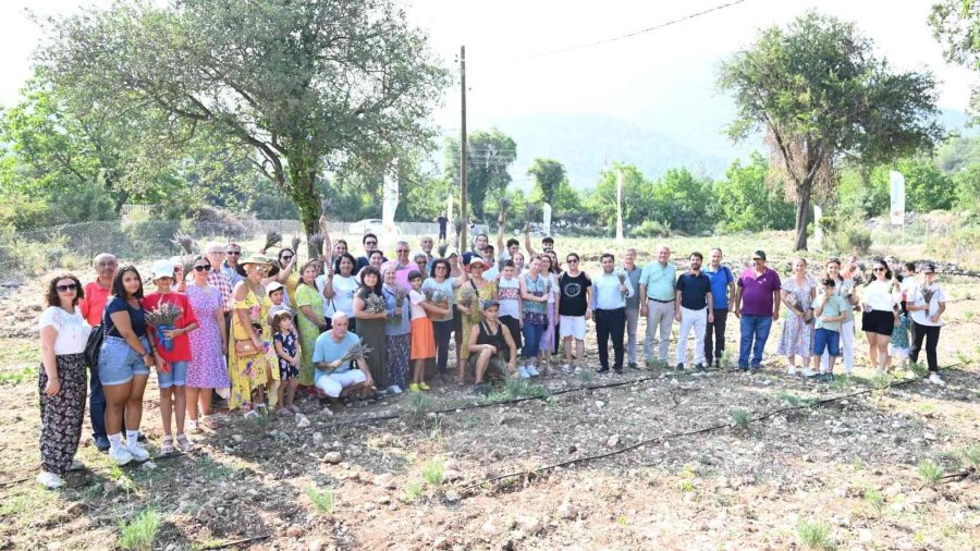 Turizm İlçesi Kemer’de Lavanta Hasadı