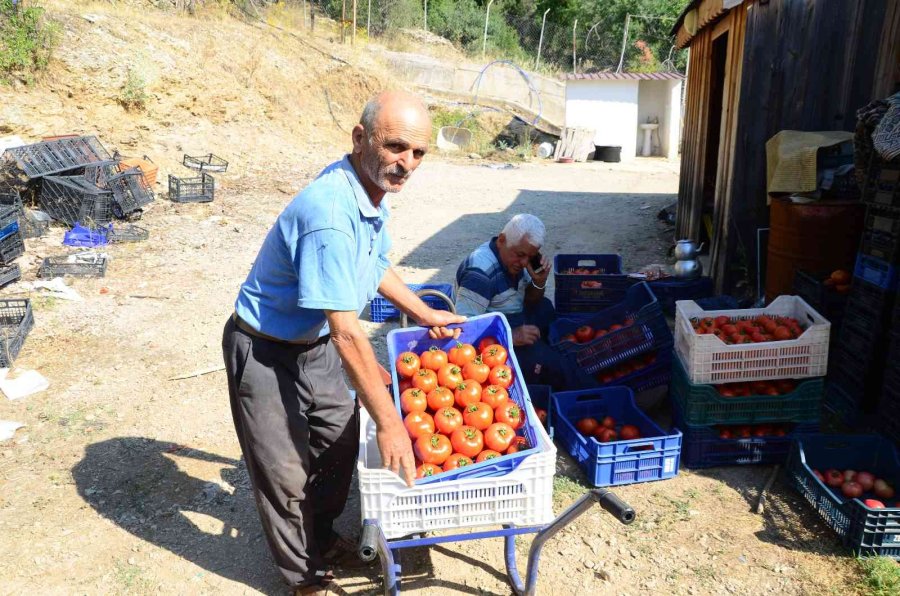 800 Rakıma Deneme Amaçlı Sera Kurdu, Tonlarca Domates Ve Biber Yetiştiriyor