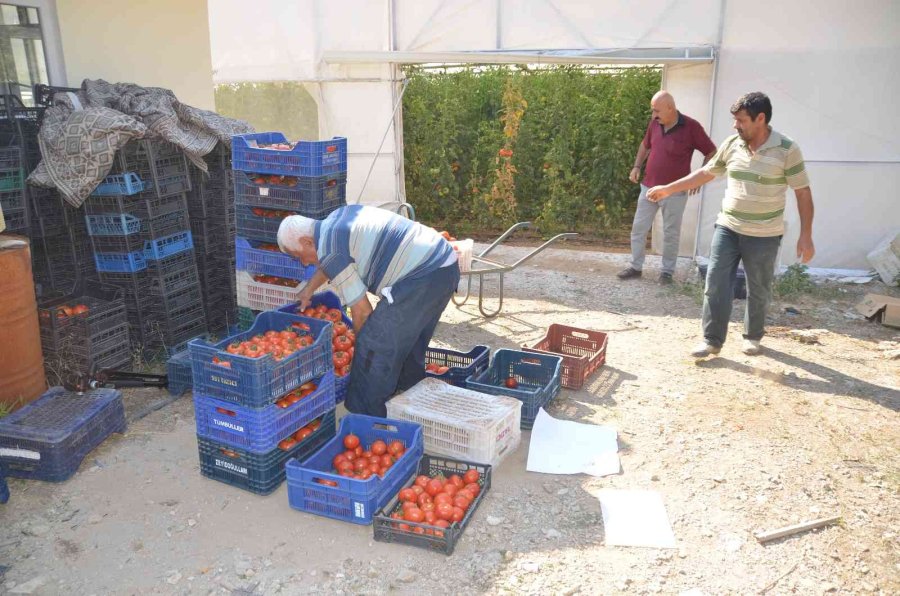 800 Rakıma Deneme Amaçlı Sera Kurdu, Tonlarca Domates Ve Biber Yetiştiriyor