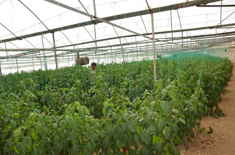 800 Rakıma Deneme Amaçlı Sera Kurdu, Tonlarca Domates Ve Biber Yetiştiriyor