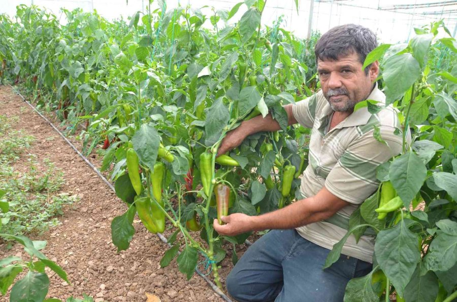 800 Rakıma Deneme Amaçlı Sera Kurdu, Tonlarca Domates Ve Biber Yetiştiriyor
