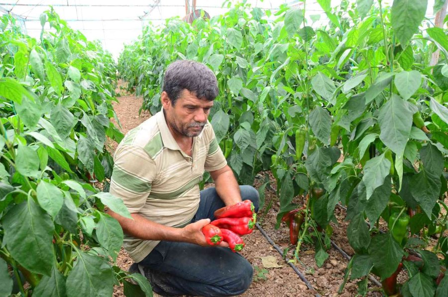 800 Rakıma Deneme Amaçlı Sera Kurdu, Tonlarca Domates Ve Biber Yetiştiriyor