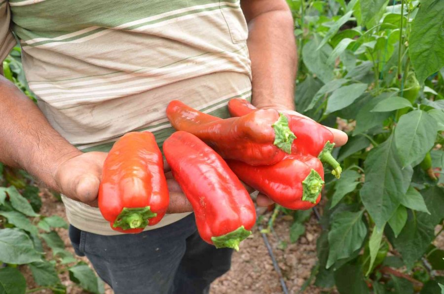 800 Rakıma Deneme Amaçlı Sera Kurdu, Tonlarca Domates Ve Biber Yetiştiriyor