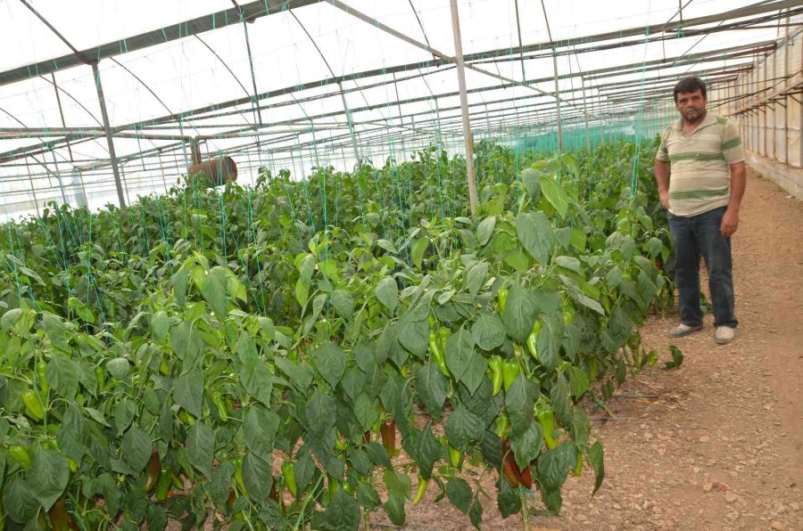 800 Rakıma Deneme Amaçlı Sera Kurdu, Tonlarca Domates Ve Biber Yetiştiriyor
