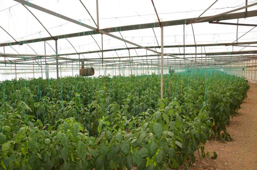 800 Rakıma Deneme Amaçlı Sera Kurdu, Tonlarca Domates Ve Biber Yetiştiriyor