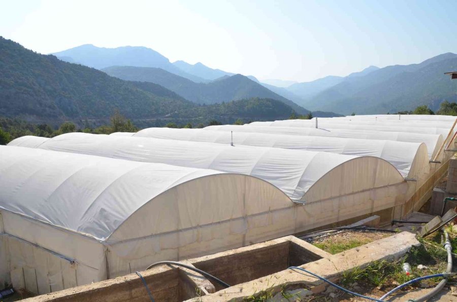 800 Rakıma Deneme Amaçlı Sera Kurdu, Tonlarca Domates Ve Biber Yetiştiriyor