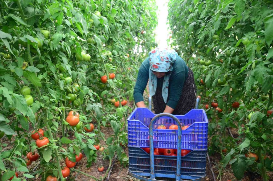 800 Rakıma Deneme Amaçlı Sera Kurdu, Tonlarca Domates Ve Biber Yetiştiriyor