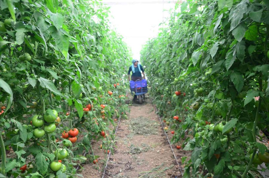 800 Rakıma Deneme Amaçlı Sera Kurdu, Tonlarca Domates Ve Biber Yetiştiriyor